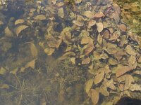 Potamogeton coloratus